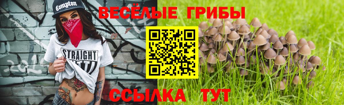Псилоцибиновые грибы Psilocybine cubensis Торжок